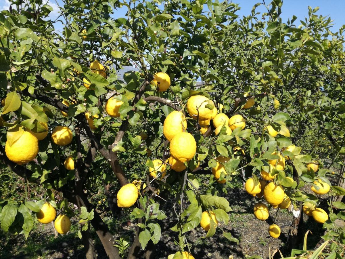 Il Limoneto Di Leo Villa Mascali Eksteriør billede